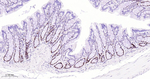 HAT1 Antibody in Immunohistochemistry (Paraffin) (IHC (P))