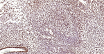 HAT1 Antibody in Immunohistochemistry (Paraffin) (IHC (P))