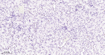HAT1 Antibody in Immunohistochemistry (Paraffin) (IHC (P))