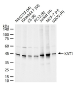 HAT1 Antibody in Western Blot (WB)