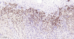 CaMKI Recombinant Rabbit Monoclonal Antibody (1A5)