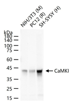 CaMKI Antibody in Western Blot (WB)