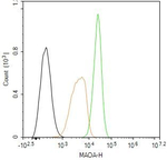 MAOA Antibody in Flow Cytometry (Flow)
