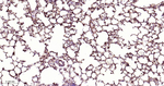 MAOA Antibody in Immunohistochemistry (Paraffin) (IHC (P))