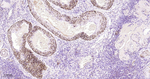 MAOA Antibody in Immunohistochemistry (Paraffin) (IHC (P))