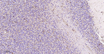 MAOA Antibody in Immunohistochemistry (Paraffin) (IHC (P))