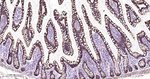 MAOA Antibody in Immunohistochemistry (Paraffin) (IHC (P))