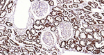 MAOA Antibody in Immunohistochemistry (Paraffin) (IHC (P))