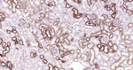MAOA Antibody in Immunohistochemistry (Paraffin) (IHC (P))