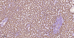 MAOA Antibody in Immunohistochemistry (Paraffin) (IHC (P))