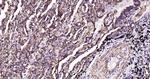 MAOA Antibody in Immunohistochemistry (Paraffin) (IHC (P))