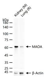 MAOA Antibody in Western Blot (WB)