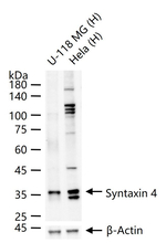 Syntaxin 4 Recombinant Rabbit Monoclonal Antibody (6A2)