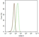 GNB2 Antibody in Flow Cytometry (Flow)