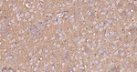 GNB2 Antibody in Immunohistochemistry (Paraffin) (IHC (P))