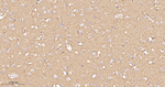 GNB2 Antibody in Immunohistochemistry (Paraffin) (IHC (P))