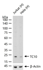 TC10 Recombinant Rabbit Monoclonal Antibody (1A5)