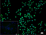 GTPBP4 Antibody in Immunocytochemistry (ICC/IF)