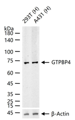 GTPBP4 Antibody in Western Blot (WB)