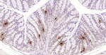 Glucagon Antibody in Immunohistochemistry (Paraffin) (IHC (P))