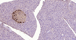 Glucagon Antibody in Immunohistochemistry (Paraffin) (IHC (P))