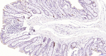 Glucagon Antibody in Immunohistochemistry (Paraffin) (IHC (P))