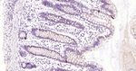 Glucagon Antibody in Immunohistochemistry (Paraffin) (IHC (P))
