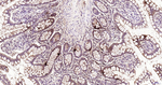 Glucagon Antibody in Immunohistochemistry (Paraffin) (IHC (P))