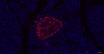 Glucagon Antibody in Immunohistochemistry (Paraffin) (IHC (P))