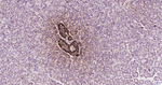 Glucagon Antibody in Immunohistochemistry (Paraffin) (IHC (P))
