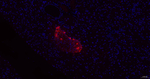 Glucagon Recombinant Rabbit Monoclonal Antibody (4G7)