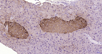 Glucagon Antibody in Immunohistochemistry (Paraffin) (IHC (P))