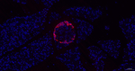 Glucagon Antibody in Immunohistochemistry (Paraffin) (IHC (P))