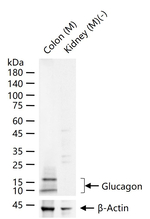 Glucagon Antibody in Western Blot (WB)