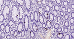 Glucagon Antibody in Immunohistochemistry (Paraffin) (IHC (P))