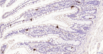 Glucagon Antibody in Immunohistochemistry (Paraffin) (IHC (P))