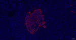 Glucagon Antibody in Immunohistochemistry (Paraffin) (IHC (P))