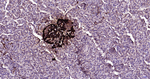 Glucagon Antibody in Immunohistochemistry (Paraffin) (IHC (P))