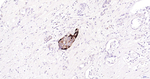 Glucagon Antibody in Immunohistochemistry (Paraffin) (IHC (P))