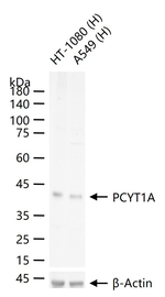 PCYT1A Antibody in Western Blot (WB)