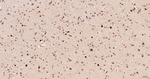 TCP1 Antibody in Immunohistochemistry (Paraffin) (IHC (P))