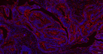 TCP1 Antibody in Immunohistochemistry (Paraffin) (IHC (P))