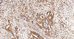TCP1 Antibody in Immunohistochemistry (Paraffin) (IHC (P))