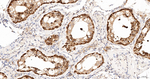 TCP1 Antibody in Immunohistochemistry (Paraffin) (IHC (P))