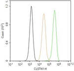 CLSTN1 Antibody in Flow Cytometry (Flow)