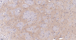 CLSTN1 Antibody in Immunohistochemistry (Paraffin) (IHC (P))