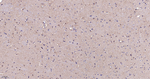CLSTN1 Antibody in Immunohistochemistry (Paraffin) (IHC (P))