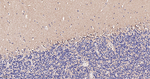 CLSTN1 Antibody in Immunohistochemistry (Paraffin) (IHC (P))