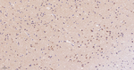 CLSTN1 Antibody in Immunohistochemistry (Paraffin) (IHC (P))