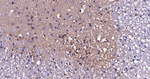 CLSTN1 Recombinant Rabbit Monoclonal Antibody (4A11)